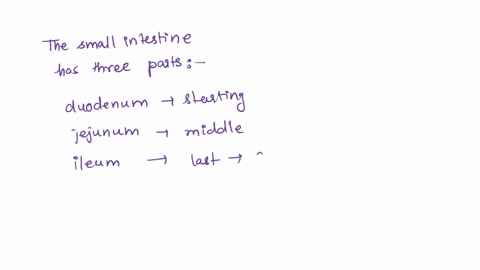true-or-false-the-small-intestine-has-a-very-large-surface-area-93964