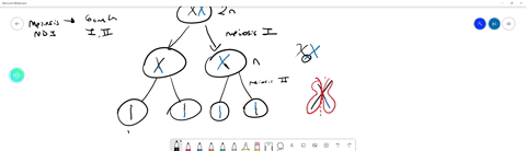a-woman-with-normal-chromosomes-mates-with-a-man-who-also-has-normal-chromosomes-a-suppose-that-in-the-course-of-oogenesis-the-womans-sex-chromosomes-undergo-nondisjunction-in-meiosis-i-the-mans-chr-2
