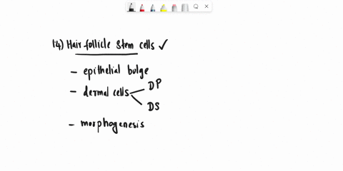 2018-14-which-of-the-following-statements-about-hair-follicle-stem-cells-is-incorrect-hair-follicle-stem-cellsa-produce-daughter-cells-that-are-known-as-transit-amplifying-cellsb-are-multipo-84661