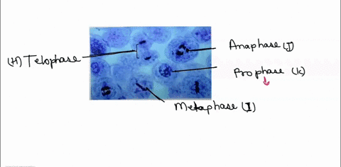 as-vou-did-with-the-plant-use-the-photomicrographs-of-the-whitefish-blastula-below-cells-identify-animal-cells-in-each-phase-of-the-cell-cycle-record-in-the-appropriate-section-on-your-homew-49809