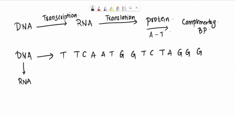 t-t-c-a-a-t-g-g-t-c-t-a-g-g-g-for-each-sequence-of-dna-is-shown-write-the-complementary-rna-sequence-underneath-the-letters-then-use-the-codon-chart-to-determine-the-amino-acid-sequence-29465