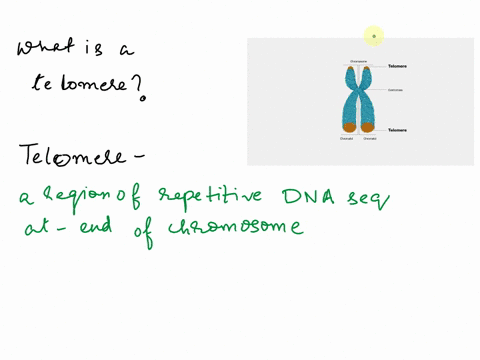 what-is-a-telomere-and-how-does-the-presence-of-telomeres-affect-dna-replication-14474