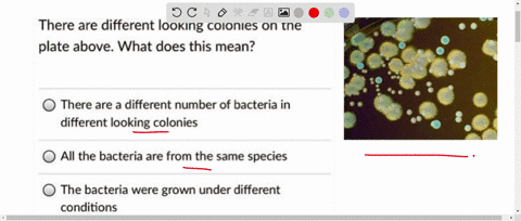 there-are-different-looking-colonies-on-the-plate-above-what-does-this-mean-there-are-a-different-number-of-bacteria-in-different-looking-colonies-all-the-bacteria-are-from-the-same-species-19882
