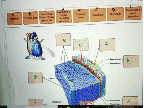 ling-activitythe-heart-wall-parta-drag-the-labels-to-the-appropriate-location-in-the-figure-reset-parietallayer-of-serous-pericardium-visceral-layer-of-dense-fibrous-serous-pericardial-cavit-40116