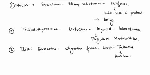 docrine-and-circulatory-systern-drag-each-label-to-the-correct-box-to-indicate-whether-the-secretion-is-endocrine-or-exocrine-in-nature-exocrine-endocrine-mucus-triiodothyronine-bile-sweat-p-91945
