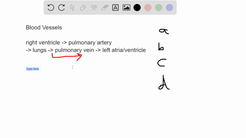 which-of-the-following-pairs-of-mammalian-blood-vessels-has-blood-that-is-the-least-similar-in-its-gas-content-the-pulmonary-vein-and-the-aorta-the-pulmonary-vein-and-the-vena-cava-the-infer-62828