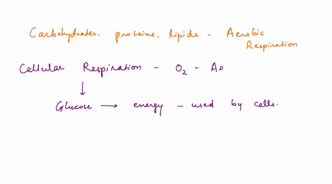 compare-and-contrast-how-carbohydrates-proteins-and-lipids-are-used-in-aerobic-respiration-and-the-amount-of-energy-we-can-gain-from-each-in-your-answer-be-sure-to-explain-why-there-is-a-dif-13823