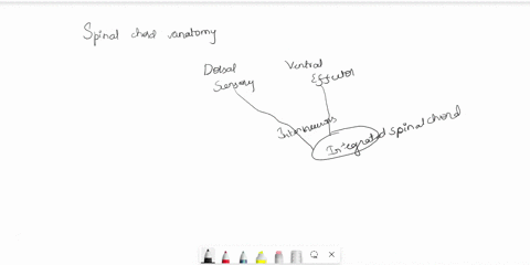 sooosesthe-proper-answer-from-the-following-some-terms-are-used-more-than-once-key-respond-to-the-descriptions-relating-to-spiral-cord-anato-key-sensony-motor-both-sensory-and-motor-internou-73311