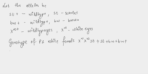 in-drosophila-the-gene-for-white-w-eyes-is-on-the-x-chromosome-and-it-is-epistatic-over-brown-and-scarlet-both-autosomal-white-eyes-can-also-result-by-crossing-brown-eyed-females-bw-with-sca-46082