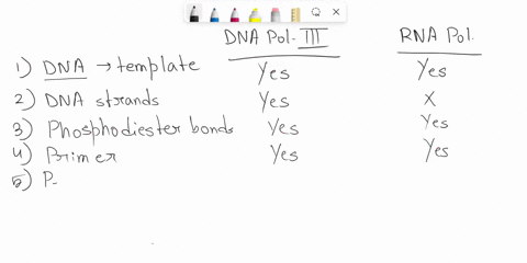replication-vs-transcription-dna-polymerase-rna-polymerase-transcription-prokaryotes-eukaryotes-mrna-transcripts-code-for-multple-genes-uses-dna-as-template-to-synthesis-polymer-multiple-typ-83574