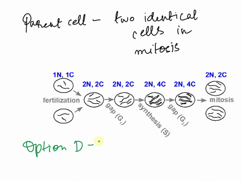 a-parent-cell-divides-to-form-two-genetically-identical-daughter-cells-in-the-process-of-mitosis-for-mitosis-to-take-place-a-the-parent-cell-must-divide-its-dna-in-half-so-each-daughter-cell-33204
