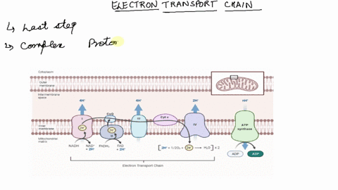 18-when-electrons-flow-along-the-electron-transport-chains-of-mitochondria-which-of-the-following-changes-occurs-a-the-ph-of-the-matrix-increases-b-atp-synthase-pumps-protons-by-active-trans-10716