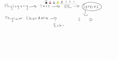 according-to-the-phylogeny-tree-which-phylum-of-organisms-are-most-closely-related-to-chordates-edmentum-ascenamenif-secure-https-ifassessments-delivery_ple-platoweb-comvcourselaunch21145324-45702