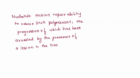 describe-the-process-of-transcription-coupled-nucleotide-excision-repair-predict-the-immediate-consequences-to-a-cell-in-which-this-process-stopped-functioning-properly-94058