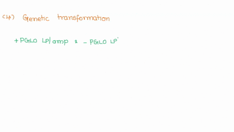 which-plates-should-be-compared-to-determine-if-any-genetic-transformation-has-occurred-why-spt-what-is-meant-by-control-plate-what-purpose-does-control-serve-spt-42592