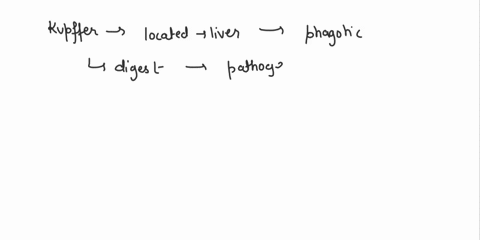 primarily-phagocytic-cells-include-all-of-the-following-except-kupffer-macrophage-lymphocytes-microglia-81533