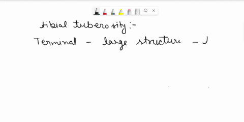 what-is-the-function-of-the-tibial-tuberosity-89223