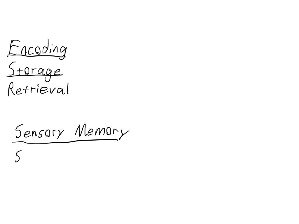 solved-what-is-the-correct-order-of-the-three-stages-of-memory