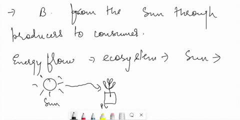 how-does-energy-usually-flow-in-ecosystems-a-from-the-sun-through-consumers-to-producers-b-from-the-sun-through-producers-to-consumers-c-from-producers-through-the-sun-to-consumers-d-from-co-70816