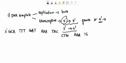 question-dna-template-3-gca-ttt-gat-aaa-tac-ctg-aga-tga-ctg-att-ggg-ggc-aaa-5-5-cgt-aaa-cta-tt-atg-gac-tct-acg-gac-taa-ccc-ccg-ttt-3-synthesize-plece-of-dna-t0-complement-the-template-11323