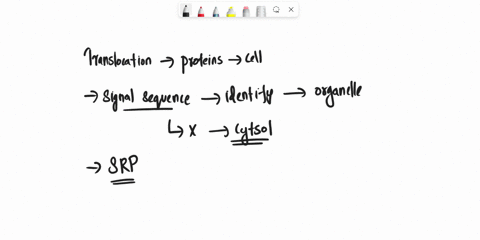 which-of-the-following-is-not-true-about-the-endoplasmic-reticulum-er-translocation-of-proteins-signal-recognition-particle-on-the-er-membrane-recognizes-the-er-signal-sequence-only-the-corr-11283