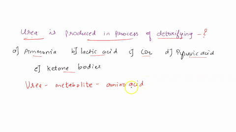 urea-is-produced-in-the-process-of-detoxifying-ammonia-lactic-acid-carbon-dioxide-pyruvic-acid-ketone-bodies-05146