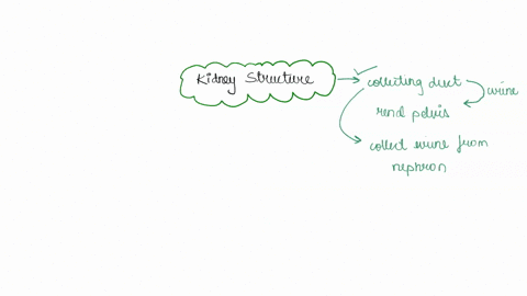 10all-ofthe-following-statements-accurately-describe-the-functions-of-kidney-structures-except-the-collecting-ducts-deliver-urine-to-the-renal-pelvises-b-nephrons-in-the-renal-columns-produc-61546
