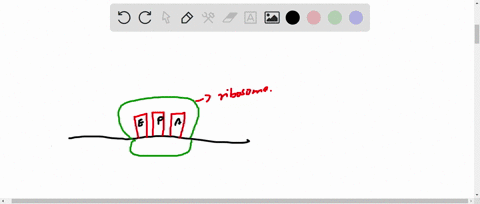 which-of-the-following-occurs-as-the-ribosome-shifts-down-the-mrna-by-a-distance-of-three-nucleotides-the-trna-that-was-in-the-e-site-moves-out-of-the-ribosome-the-trna-that-was-in-the-p-sit-06867