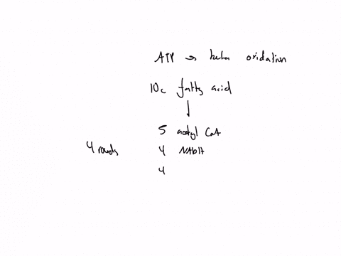 how-many-atp-molecules-or-equivalents-are-consumedduring-a-activation-of-one-fatty-acids-_-02167