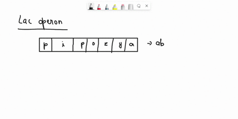 draw-the-structure-of-lac-operon-28714