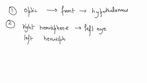 where-the-optic-chiasm-located-in-relation-to-the-hypothalamus-iocated-in-the-iorebrain-direclly-front-af-the-hypothalamus-crucial-intersec-at-tne-vision-ihe-leit-and-righl-aptic-nerves-chia-57516