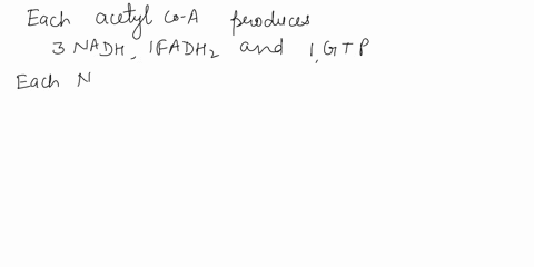 1-fatty-acids-are-broken-down-into-acetyl-coa-which-enters-the-citric-acid-cycle-if-a-fatty-acid-is-broken-down-into-8-acetyl-coa-how-much-atp-is-formed-when-processing-the-acetyl-coa-in-the-40753