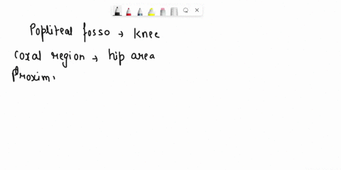ihe-popliteal-tossa-aka-popliteal-is-proximal-to-the-coxal-region-b-distal-cinferior-d-medial-e-none-of-the-above-12094