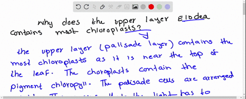 why-does-the-upper-layer-of-elodea-contain-the-most-chloroplasts-08874