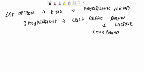 polycistronic-mrna-is-transcribed-from-the-lac-operon-when-lactose-is-present-in-the-cell-true-or-false-true-false-00208
