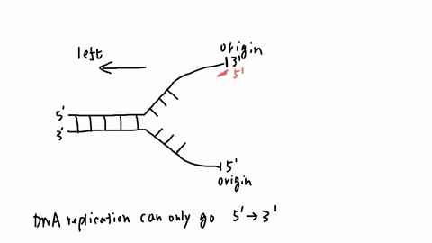 The figure below shows a replication fork. In which direction does the ...