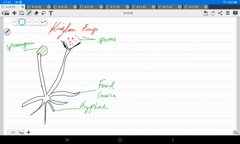 what-characteristics-distinguish-each-phylum-of-fungi-02884