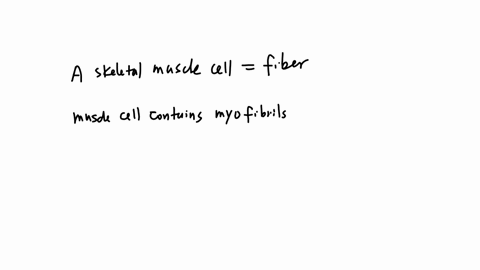 7-multiple-choice-15-points-a-skeletal-muscle-cell-is-also-known-as-a-fascicle-myofilament-tract-fiber-myofibril