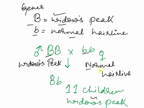in-humans-eomo-sapiens-the-presence-ofa-widows-pcak-b-is-daminant-to-continous-hanline-man-with-4-widow-pcak-iname-wonlin-wilh-continuou-haicline-childtcn-have-a0d-hcy-have-h-childretl-all-t-87276