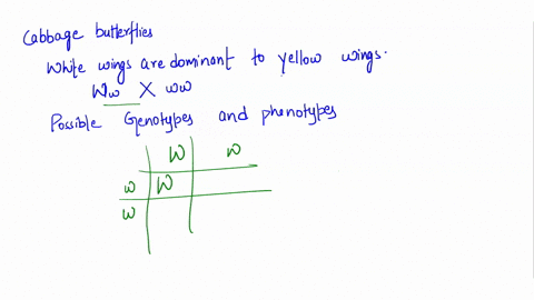 in-cabbage-butterflies-white-wings-are-dominat-to-yellow-wings-if-a-ww-butterfly-is-covered-with-ww-butterfly-what-are-the-possible-genotypes-and-phenotypes-of-the-offspring-and-the-percent-01607
