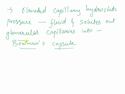 the-elevated-capillary-hydrostatic-pressure-forces-fluid-and-solutes-out-of-the-glomerular-capillaries-into-what-structure-55006