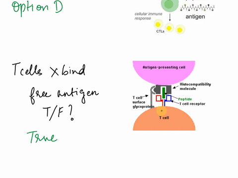 1which-types-of-immunity-includes-cells-that-are-involved-in-the-immune-response-to-a-specific-antigenic-epitope-choose-one-or-more-a-innate-b-adaptive-c-humoral-d-cell-mediated-2at-cells-ne-95963