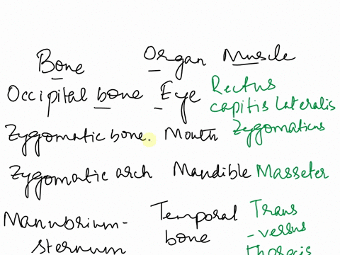 muscles-of-the-head-and-neck-lab-20-part-b-name-the-muscle-indicated-by-the-following-combinations-of-origin-and-insertion-part-bassessments-name-the-muscle-indicated-by-the-following-combin-56125