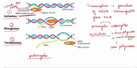 draw-a-step-by-step-diagram-of-transcription-and-translation-21826