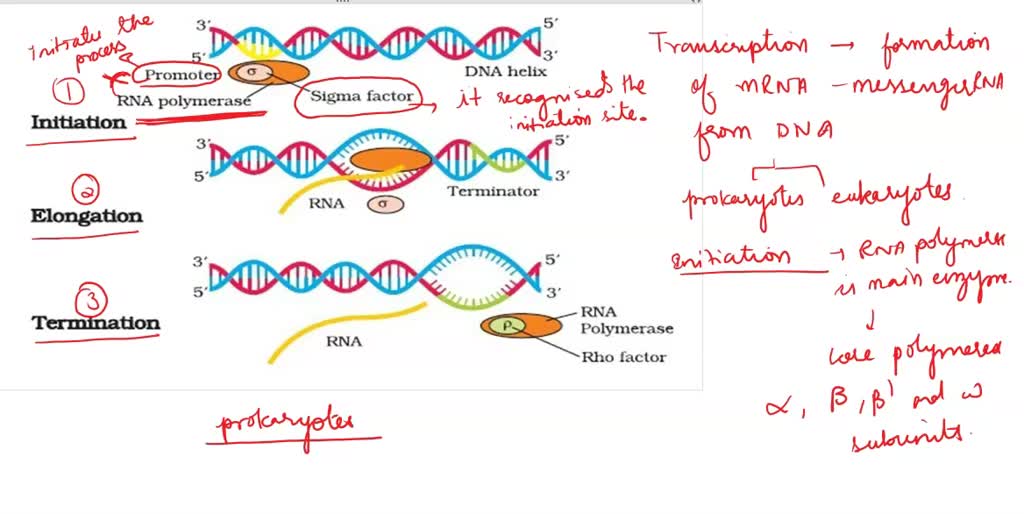 SOLVED Draw A Step By Step Diagram Of Transcription And Translation