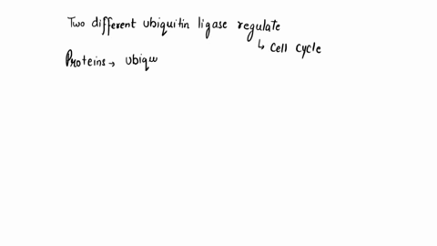 two-different-ubiquitin-ligases-regulate-the-cell-cycle-by-adding-ubiquitin-to-proteins-at-different-times-these-proteins-will-be-degraded-the-following-questions-are-bout-these-two-ubiquiti-59564