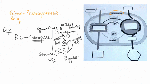 chloroplast-nadp-adp_-kp-atp-nadph-photosynthesis-summary-equation-12729