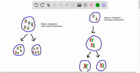 which-of-the-following-correctly-describes-how-the-daughter-cells-produced-during-mitosis-and-meiosis-compare-to-their-parent-cell-a-meiosis-produces-four-cells-with-half-the-number-of-chrom-70199