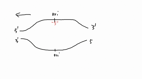 question-10-1pt-during-replication-of3-dna-molecule-the-daughter-strands-are-not-produced-in-exactly-the-same-manner-one-strand-the-leading-strand-is-made-toward-the-replication-fork-while-t-39011