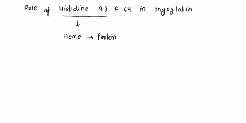 role-of-histidine-93-and-histidine-64-in-myoglobin-17904